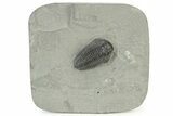 Calymene Niagarensis Trilobite Fossil - New York #232053-1